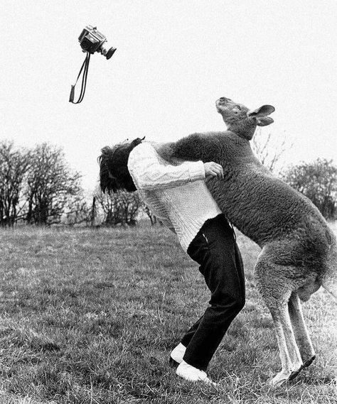 Vintage kangaroo photography Animal Attack, Perfectly Timed Photos, Naha, An Animal, Bones Funny, Make Me Smile, I Laughed, Kangaroo, Funny Animals