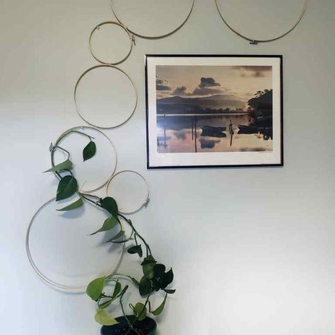 Diy Wall Trellis Indoor, Macrame Plant Trellis, Diy Hoop Trellis, Trailing Pothos Wall, Diy Indoor Trellis Ideas, Diy Pothos Trellis, Diy Circle Trellis, Pothos Trellis, Make A Trellis