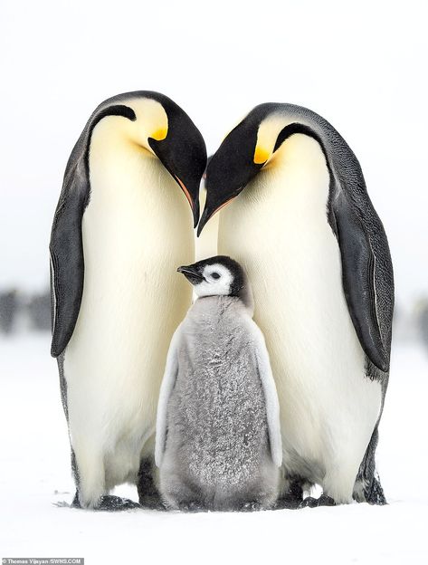 Photographer Thomas Vijayan beat off thousands of entries from all over the globe to land ... Penguin Pictures, Penguin Family, Penguin Art, Emperor Penguin, Baby Penguins, Cute Penguins, Wild Birds, Cute Little Animals, 귀여운 동물