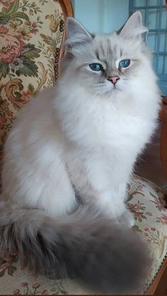 Cat Hypoallergenic, Cat Munchkin, Cat Siberian, White Fluffy Cat, Cat Hairless, Cat Calico, Ragdoll Cat Breed, Purrfect Tale, Cat Ragdoll