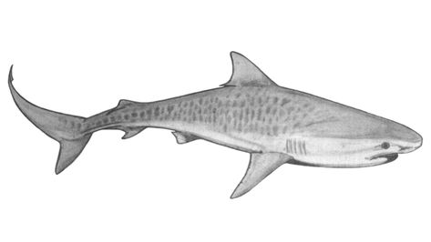 Tiger shark, Galeocerdo cuvier Tiger Shark Illustration, Tiger Shark Tattoo Design, Tiger Shark Art, Tigershark Tattoo, Tiger Shark Drawing, Tiger Shark Tattoo, Marine Drawing, Sharks Tattoo, Sealife Drawing