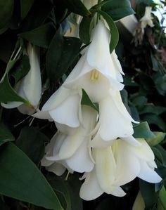 Lapageria rosea 'Alba' (Chilean Bellflower; white flowered cultivar) Chilean Bellflower, Lapageria Rosea, Moon Garden, Unusual Flowers, White Garden, Rare Flowers, White Gardens, Trumpets, Exotic Plants