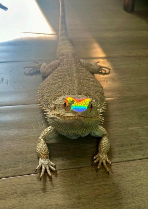 Bearded Dragon Lizard, Bearded Dragon Aesthetic, Comodo Dragon, Desert Lizard, Lizard Pet, Baby Reptile, Baby Lizards, Bearded Dragon Funny, Bearded Dragon Terrarium