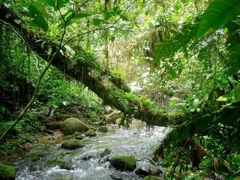 Brazil holds 13% of the worlds water supply and preserving the rainforest is therefore not only of national but also international importance. Rainforest Pictures, Rainforest Biome, Jungle Images, Unknown Creatures, Rainforest Photography, Aesthetic Tropical, Jungle Art, World Water, No Strings Attached