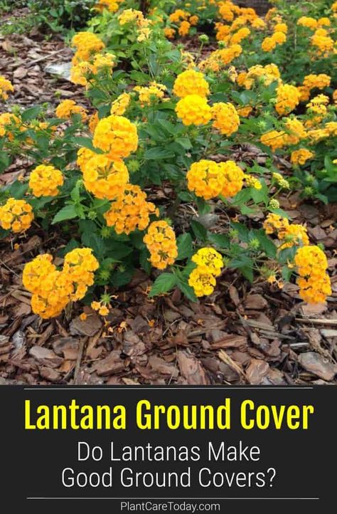 Lantanas are broadleaf evergreen shrubs that add color and interest to your garden. But do Lantanas make excellent ground covers? Find the answer here. Lantana Plant, Broadleaf Evergreen, Ground Covers, Tall Flowers, Fast Growing Plants, Ground Cover Plants, Pollinator Garden, Evergreen Shrubs, Ground Cover