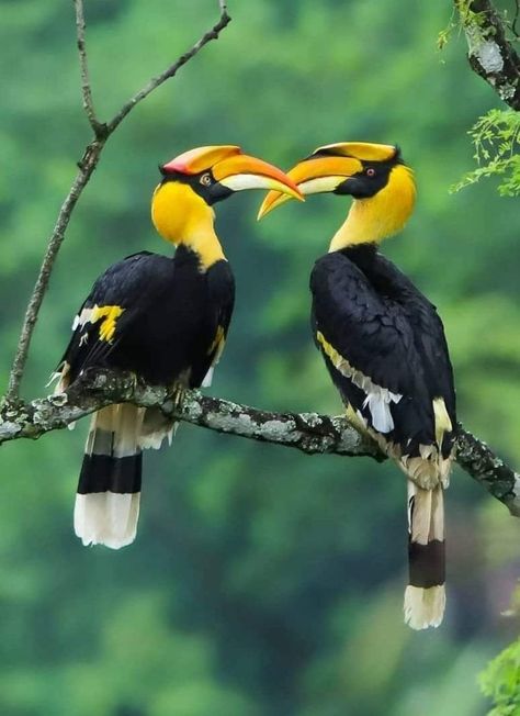 Great Hornbill, Birds Photography Nature, Eagle Images, Bbc Earth, Indian Illustration, Wild Animals Pictures, Nature Art Prints, Most Beautiful Birds, Prehistoric Creatures