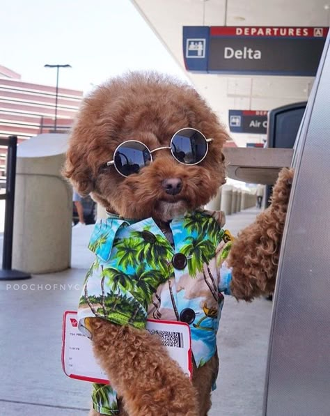 Dogs traveling airport in style. Hawaiian dog shirt by Dog Threads. Cute Fluffy Dogs, Puppies Cute, Costumes Ideas, Fluffy Dogs, Dress Design, Puppies, Sunglasses, Dogs, Design