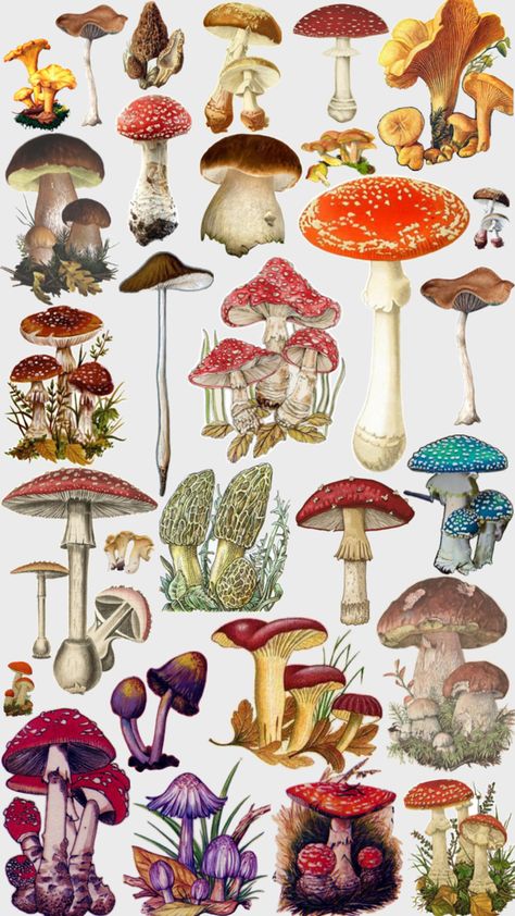 Mushroom Stickers Printable, Mushroom Colors, Fungi Illustration, Scientific Art, Mushroom Stickers, Plant Monster, Fungi Art, Mushroom Images, Alice In Wonderland Illustrations