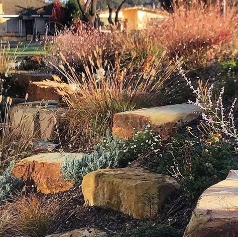 Tim Pilgrim on Instagram: "A small vignette from our Castlemaine planting project. . . . #tpgardens #gardendesign #plantingdesign #planting #perennials #gardens #gardener #castlemaine" Tim Pilgrim Gardens, St Andrew, Australian Garden, Garden Plans, Perennial Garden, Plant Design, Garden Planning, Planting, Perennials