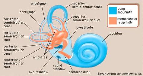 Human ear - Inner ear | Britannica Cochlea Anatomy, Inner Ear Anatomy, Ear Anatomy, Vestibular System, Basic Anatomy And Physiology, Face Pores, Human Ear, Hearing Health, Disease Symptoms