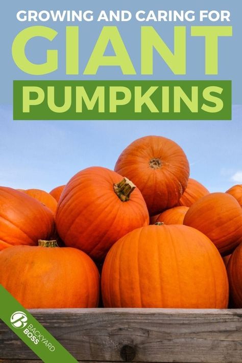 Giant pumpkins are a fun way to involve your family in a whole new gardening adventure. The process is no harder than growing any other vining plant, but a few extra steps are required to ensure an overly large, well cared for pumpkin by the time you harvest. This article explains the whole process and highlights the tips you need for success. All you need is the space to plant your seed (or seedling) and a little bit of shade to ensure protection.  #giantpumpkintips  #caringforpumpkin Harry Potter Signs, Pumpkin Trellis, Repel Flies, Taking Care Of Plants, Straw Mulch, Growing Organic Tomatoes, Gardening Containers, Vegetable Garden Layout, Growing Rosemary