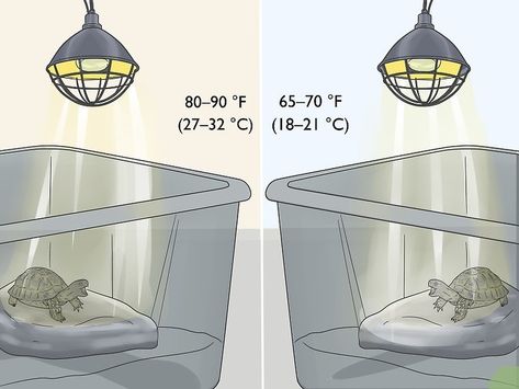 3 Ways to Make A Habitat for Hermann’s Tortoises - wikiHow Tartaruga Habitat, Hermann Tortoise, Tortoise Habitat, Dog Grooming Business, Natural Ecosystem, Dart Frog, Black Lab Puppies, Black Labs, English Springer Spaniel