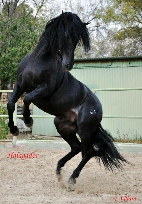 Black Andalusian, Azteca Horse, Black Arabian Horse, Spanish Horse, Andalusian Horse, Black Horses, Friesian Horse, Most Beautiful Animals, Majestic Horse