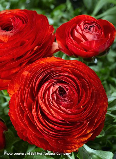 Grow Ranunculus, Ranunculus Centerpiece, Ranunculus Arrangement, Ranunculus Garden, Ranunculus Wedding, Spring Gardens, Longfield Gardens, Spring Planter, Ranunculus Flowers