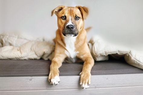 30 Mixed-Breed Dogs Celebrating National Mutt Day [GALLERY] - Dogtime Mutt Puppies, National Mutt Day, Sitting On Bed, Dog Bed Modern, Animal Body Parts, Short Haired Dogs, Puppy Sitting, Hybrid Dogs, Husky Mix