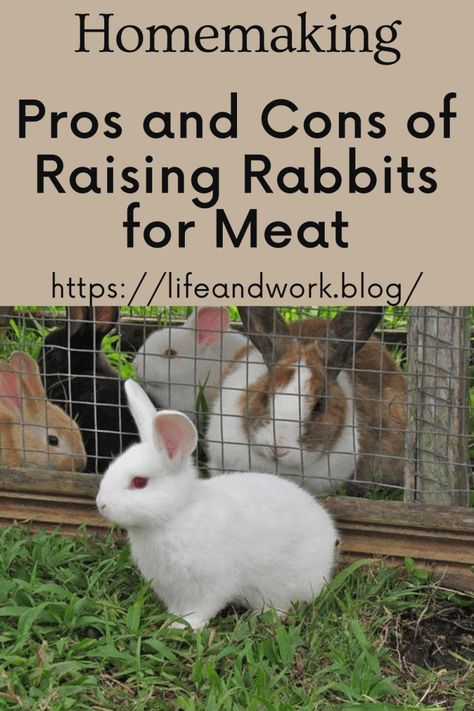 Pros and Cons of Raising Rabbits for Meat Breeding Rabbits For Meat, Best Meat Rabbit Breeds, How To Raise Meat Rabbits, Raising Rabbits For Profit, Meat Rabbit Set Up, Rabbit Meat Recipes, Meat Rabbits Housing, Rabbit Knowledge, Backyard Rabbits