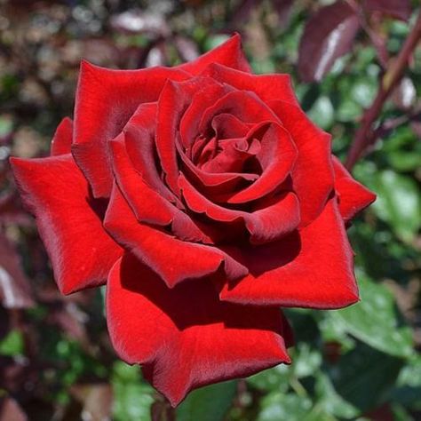 Photo by sunkissed Mister Lincoln Rose, Mr Lincoln Rose, Rooting Roses, Orchid Varieties, Sunset Red, Rose Care, Exotic Orchids, Growing Roses, Wedding 2025