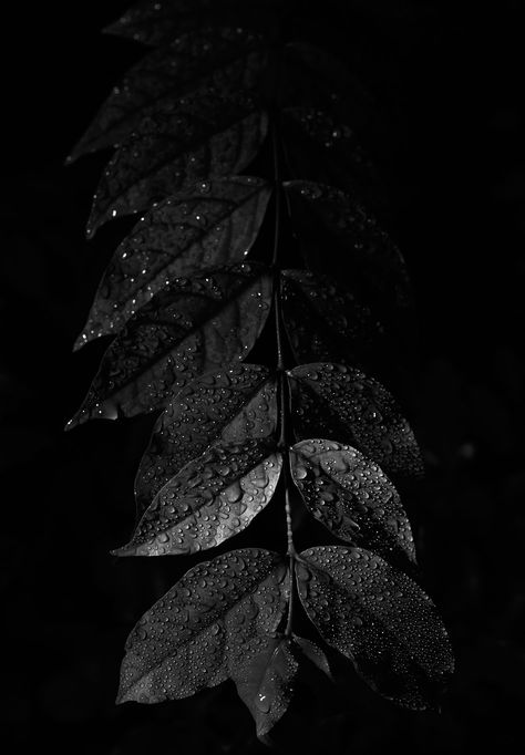 https://flic.kr/p/2iMBvHp | Leaf Black Color Aesthetic Wallpaper, Black Colour Aesthetic, Black Nature Wallpaper, Black Leaf Wallpaper, Black Leaves Wallpaper, Hitam Aesthetic, Leaf Black And White, Leaves Black And White, Dark Leaves