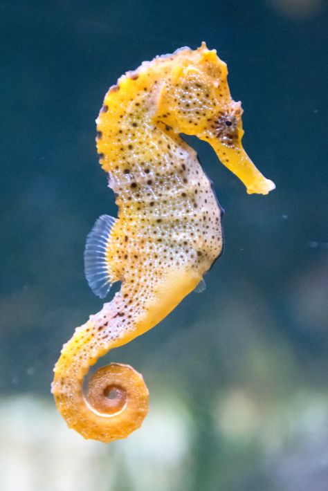 When it comes to marine food chains, copepods are often the unsung heroes. Yet, they are a favored meal for many. Our latest blog entry offers a deep dive into the world of those that feast on them. Delve in, and equip your aquarium management with a new perspective. Seahorse Facts, Sea Portrait, Seahorse Drawing, Colorful Seahorse, Tattoo Nature, Animals Tattoo, Seahorse Art, Marine Pollution, Seahorse Necklace