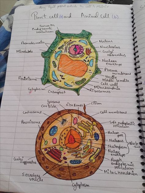 Plant Cell Drawing Biology, Human Cell Drawing, Respiratory System Drawing Easy, Biology Drawing, Bio Notes, Biochemistry Notes, Biology Diagrams, Cell Diagram, Presentation Ideas For School