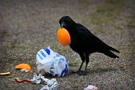 Crow Food, Crow Hunting, American Crow, Human Environment, Urban Habitat, Crow Bird, Crows Ravens, Bird Eggs, Wild Food