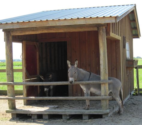 Donkey House, Mini Barn, Cute Donkey, Countryside House, The Donkey, Cream Puffs, Horse Barn, New Career, Burritos