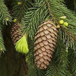 weeping norway spruce300x300 Weeping Norway Spruce, Picea Abies, Monrovia Plants, Habitat Garden, Norway Spruce, Evergreen Garden, Sustainable Landscaping, Plant Catalogs, Asian Garden