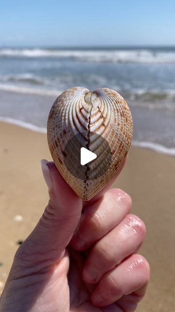 Michele ~Outer Banks Beachcomber and Shell Lover on Instagram: "It isn’t very often that I find these live cockle shells in the Outer Banks , but when I do , they put a smile on my face 💛
I like to take it as a sign from nature that we can’t give up on LOVE .  It is everywhere 🤍

#love#heart#nature#adorable#marinelife#beachlife#obx, capehatteras#livelife#beachcombing#islandlife#shells" Painting Shells Ideas, Painting Conch Shells, Shell Quotes Seashells, Heart Nature, Cockle Shells, Handmade Abalone Shell For Beach, Ocean-inspired Abalone Shell For Beach, Giving Up On Love, Abalone Shell Jewelry For Beach, Shell-shaped