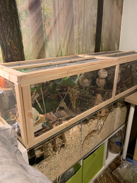 Pet Mice Habitat, Mouse Set Up, Pet Mouse Enclosure, Mice Enclosure Ideas, Mouse Cage Setup, Mouse Enclosure Ideas, Mice Habitat, Mouse Enrichment, Mice Cage Ideas