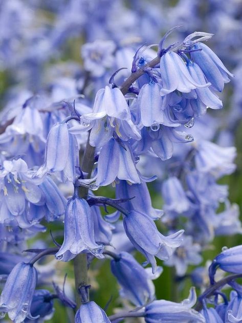 Plants Reference, Garden Knowledge, English Bluebells, Bluebell Flower, Spanish Bluebells, Virginia Bluebells, Cottage Flowers, Bell Flowers, Blue Bell Flowers