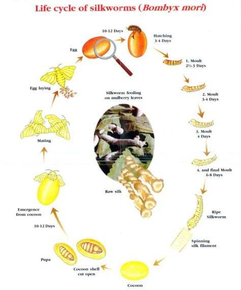 Life cycle of Bombyx Mori (silkworms) Silkworm Life Cycle, Water Dragons, Silk Worm, Silkworm Cocoon, Reptile Room, Mulberry Leaf, Mulberry Tree, Gardening 101, Leopard Gecko