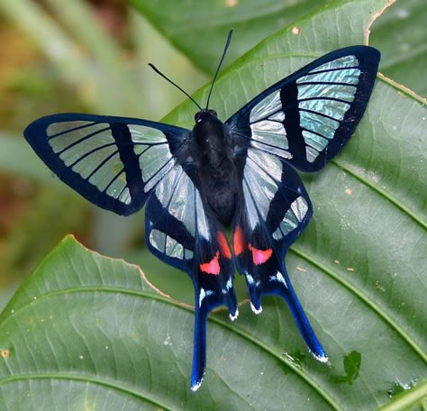 Ecuadorian Clearmark Chorinea gratiosa Photo Papillon, Cool Insects, Beautiful Butterfly Pictures, Animal Accessories, Beautiful Butterfly Photography, Insect Photography, Butterfly Species, Moth Caterpillar, Butterfly Photos