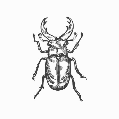 Sketches Of Insects, How To Draw Beetle, Bug Outline Drawing, Bug Chest Tattoo, Cool Insect Tattoos, Bug Drawing Reference, Bug Tattoo Stencil, Bug Outlines, Insect Drawing Sketchbooks