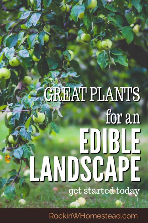 Plan Potager Permaculture, Home Landscaping Ideas, Edible Landscape, Edible Gardening, Edible Gardens, Vegetable Garden Ideas, Sustainable Gardening, Permaculture Gardening, Organic Vegetable Garden