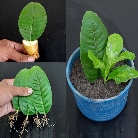 Rana Craft - How to grow lemon trees from lemon leaves - With 100% Success Small Garden Hacks, Grow Lemon, Growing Lemon Trees, Guava Tree, Meyer Lemon Tree, How To Grow Lemon, Plants And Gardening, Guava Leaves, Lemon Trees