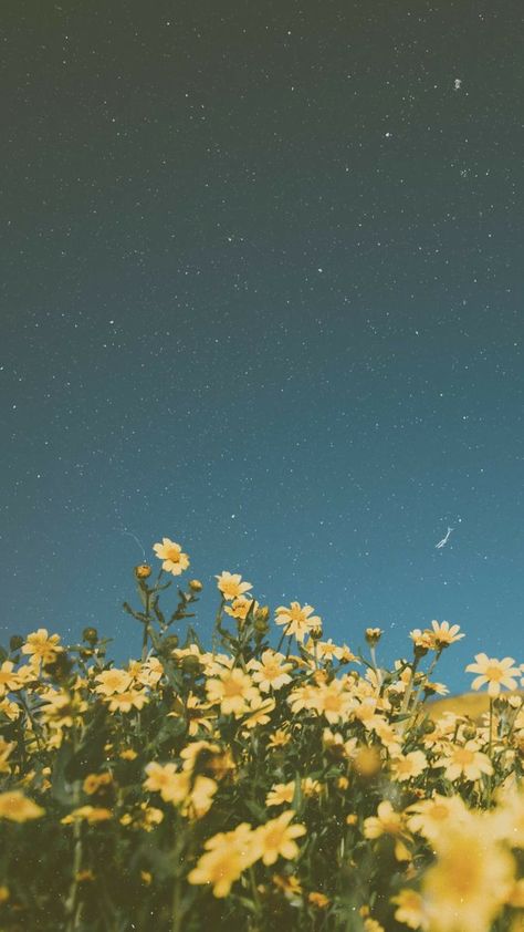 Phone Wallpaper Nature Aesthetic, Yellow Flower Wallpaper Aesthetic, Nicolecore Wallpaper, Yellow Sky Aesthetic Wallpaper, Yellow Space Wallpaper, Yellow Aesthetic Landscape, Yellow Homescreen Wallpaper, Yellow Sky Aesthetic, August Background Wallpapers