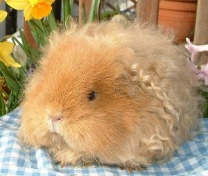 Texel guinea pig they have dense ringlets Guinea Pig Breeding, Small Animal Treats, Pet Rabbits, Pig Breeds, Baby Guinea Pigs, Guinea Pig Bedding, Pet Guinea Pigs, Guinea Pig Care, Cute Guinea Pigs