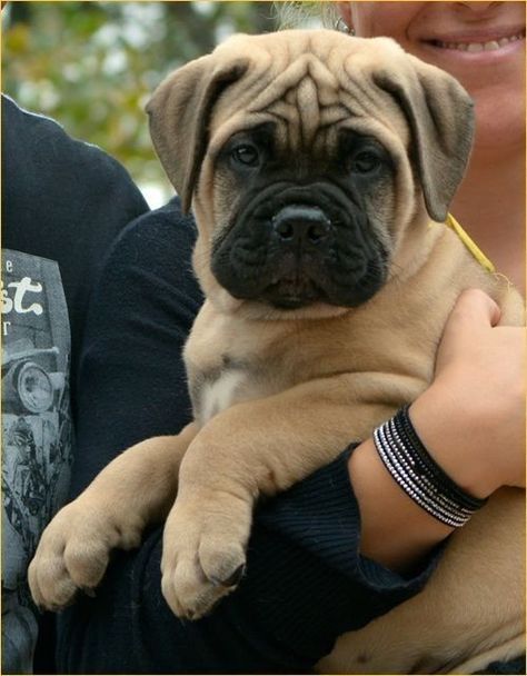 Cupcake Dog, Bull Mastiff Dogs, Realistic House, Bull Mastiff Puppies, Mastiff Dog Breeds, Bully Breeds Dogs, Every Dog Breed, Mastiff Puppies, Mastiff Dogs