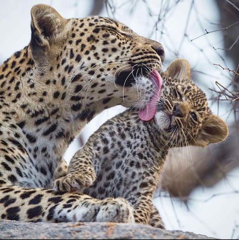 Leopard mom cleaning up her cub. A mother’s work is never done. Leopard Cub, Funny Animal Photos, Hyena, Leopards, In The Wild, Animal Photo, Beautiful Cats, Animals Friends, A Mother