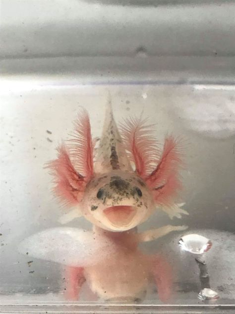 Axolotl Aesthetic, Axolotl Cute, Tier Tattoo, Ball Gown Prom Dress, 2021 Prom Dresses, Dresses Ball Gown, Silly Dogs, Pretty Animals, Silly Animals