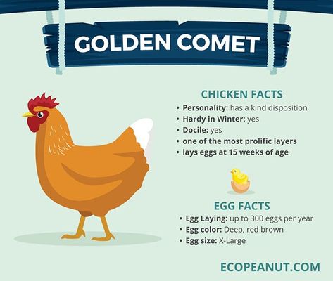 Golden Comet Golden Comment Chicken, Golden Comet Chicken Eggs, Golden Comet Chicken Hens, Golden Comet Chicken, Best Chickens For Eggs, Chicken Facts, Backyard Chicken Coop, Laying Chickens Breeds, Best Egg Laying Chickens