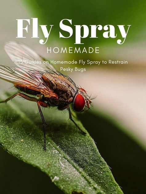 Flies are a total menace for everyone at every place – garden, house & livestock shed. However, you can attempt an easy vanquish with homemade fly sprays. Natural ingredients can provide effective results in controlling pesky bugs. And there are reasons to choose DIY repellents instead of commercial pesticides. Why Should You Use Homemade Fly Spray? #fly Natural Fly Repellant, Homemade Fly Spray, Fly Spray For Horses, Fly Spray, Natural Repellent, Us Forest Service, Fly Repellant, White Flies, Garden Insects