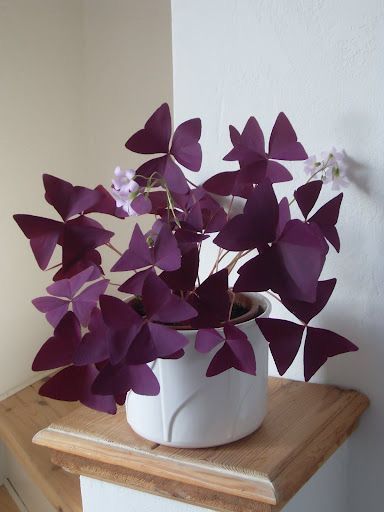 Oxalis Triangularis, نباتات منزلية, Inside Plants, Plant Decor Indoor, Low Maintenance Garden, House Plants Decor, Low Maintenance Plants, Deco Floral, Garden Care