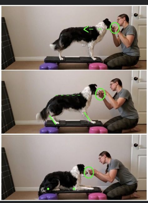 Diy Dog Exercise Equipment, Animal Rescue Fundraising, Dog Fitness, Puppy Schedule, Dog Infographic, Dog Agility Course, Dog Anatomy, Dog Enrichment, Dog Best Friend