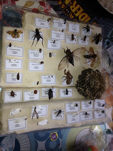 Our First Bug Box, 39 Insects Collected by my kids | Flickr Insect Collection Project, Bug Box, Insect Identification, Entomology Collection, Insect Box, Bug Collection, Nature Science, Insect Collection, Vulture Culture