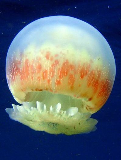 Cannonball Jellyfish, Cabbage Head, Best Swimmer, Brown Border, Surfboard Fins, Large Numbers, An Egg, Jellyfish, Egg