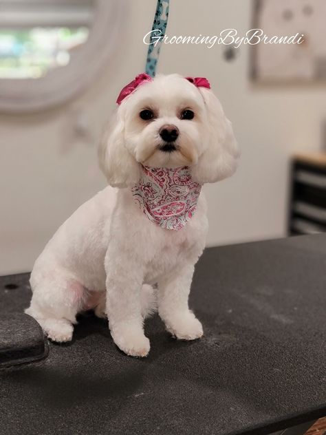 Teddy Bear Dog Haircut Maltese, Corte French Poodle, Maltese Poodle Haircut, Shihpoo Grooming Styles, Mini Poodle Haircut Styles, Morkie Haircuts, Maltese Puppy Cut, Maltese Haircuts, Maltese Dogs Haircuts