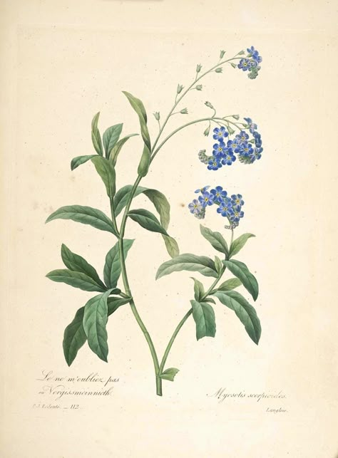 https://flic.kr/p/vh57Zj | Water forget-me-not (1833) | Myosotis scorpioides Redouté, P.J., Choix des plus belles fleurs et des plus beaux fruits, t. 112 (1833) [P.J. Redoute]  From the Swallowtail Garden Seeds collection of  botanical photographs and illustrations.   We hope you will enjoy these images as much as we do. Forget Me Not Botanical Illustration, Illustration Botanique Vintage, Foto Transfer, Botanical Illustration Vintage, Illustration Botanique, Vintage Botanical Prints, Arte Sketchbook, Botanical Drawings, Plant Illustration