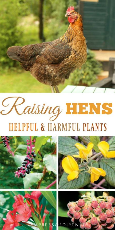 Helpful and harmful plants for backyard chickens. Watch what you grow to keep your hens safe. Plants For Backyard, Plants For Chickens, Raising Turkeys, Chicken Incubator, Portable Chicken Coop, Urban Chickens, Best Chicken Coop, Raising Backyard Chickens, Chicken Garden