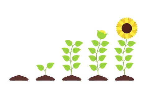 Free vector sunflower growth | Free Vector #Freepik #freevector #plant-growth #growing-plant #plant-seed #seed Plant Growing Drawing, Seed Growing Illustration, Madison Core, Sunflower Growing, Growth Plant, Sunflower Illustration, Growing Sunflowers, Sunflower Clipart, Dream Pictures